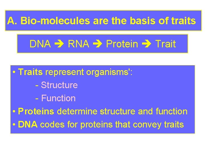 A. Bio-molecules are the basis of traits DNA RNA Protein Trait • Traits represent