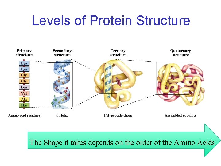 Levels of Protein Structure The Shape it takes depends on the order of the