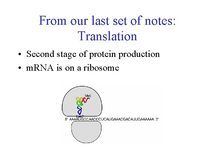 From our last set of notes: Translation • Second stage of protein production •