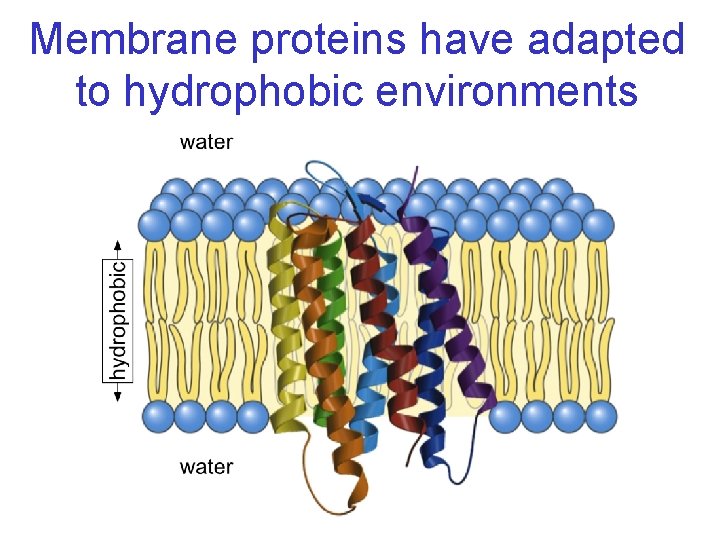 Membrane proteins have adapted to hydrophobic environments 