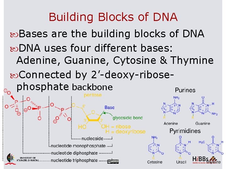 Building Blocks of DNA Bases are the building blocks of DNA uses four different