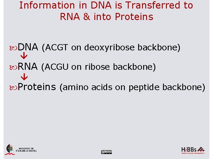 Information in DNA is Transferred to RNA & into Proteins DNA (ACGT on deoxyribose