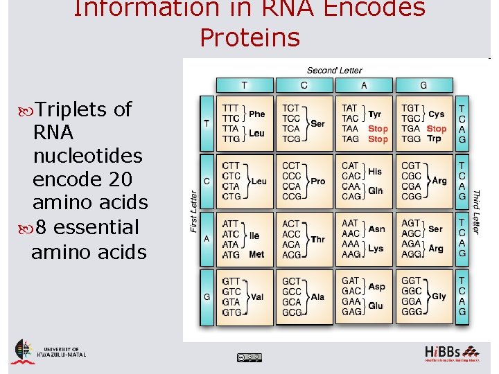 Information in RNA Encodes Proteins Triplets of RNA nucleotides encode 20 amino acids 8