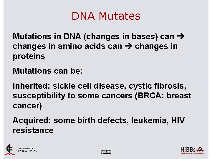 DNA Mutates Mutations in DNA (changes in bases) can changes in amino acids can
