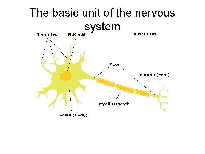 The basic unit of the nervous system 