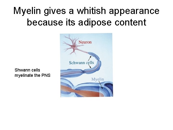 Myelin gives a whitish appearance because its adipose content Shwann cells myelinate the PNS