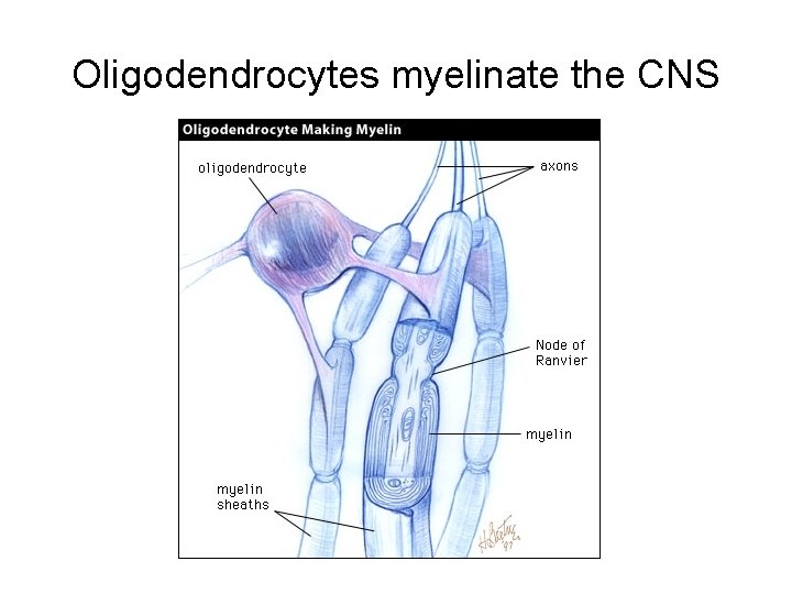 Oligodendrocytes myelinate the CNS 