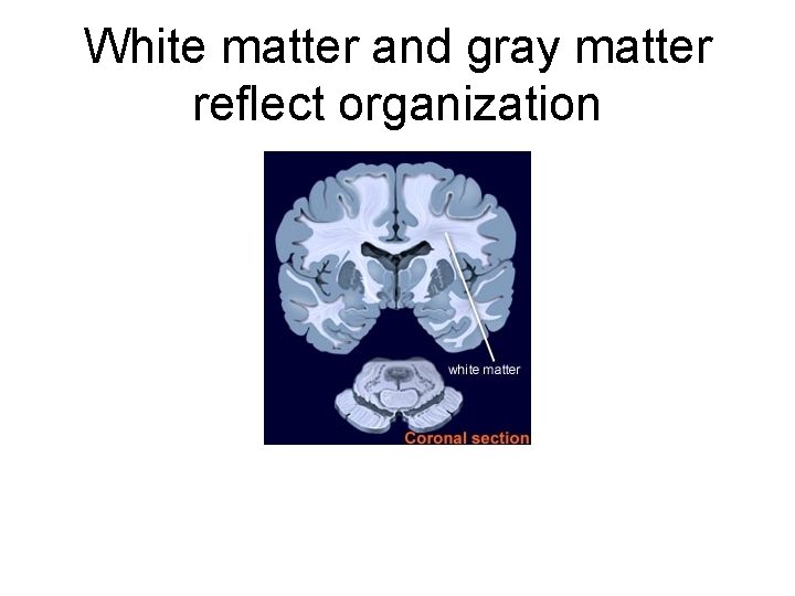 White matter and gray matter reflect organization 