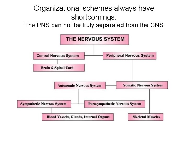 Organizational schemes always have shortcomings: The PNS can not be truly separated from the