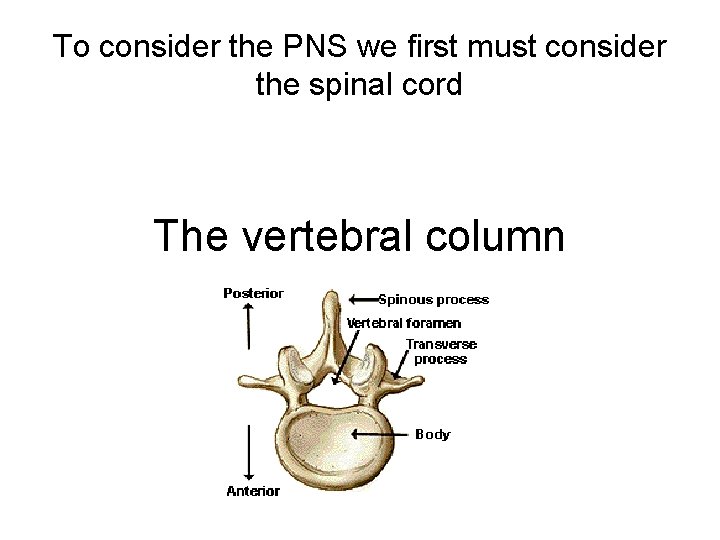 To consider the PNS we first must consider the spinal cord The vertebral column