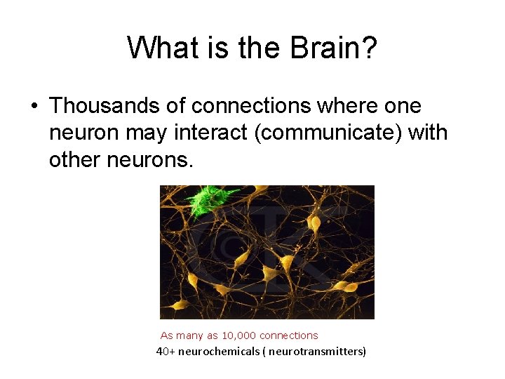 What is the Brain? • Thousands of connections where one neuron may interact (communicate)