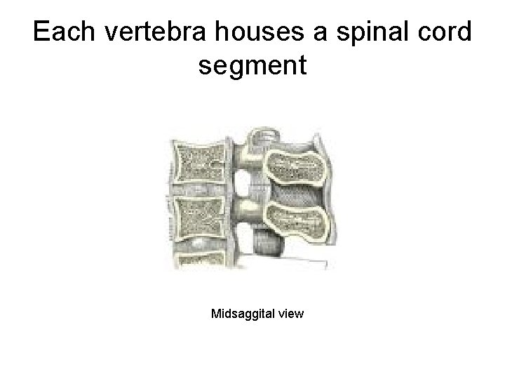 Each vertebra houses a spinal cord segment Midsaggital view 