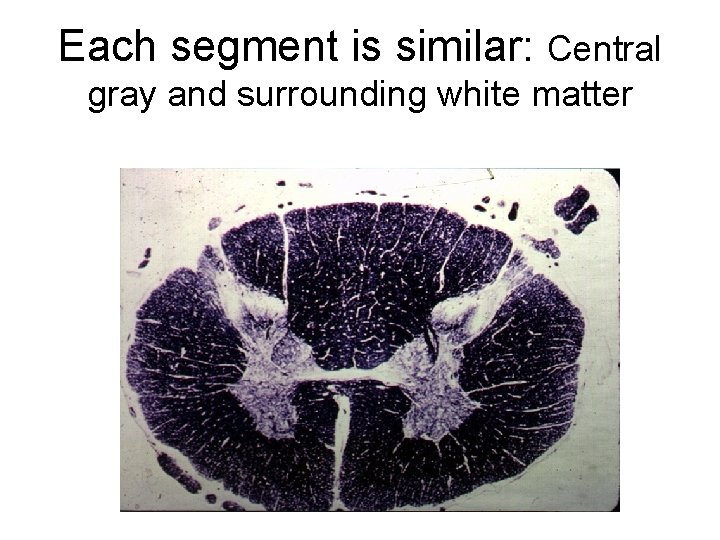 Each segment is similar: Central gray and surrounding white matter 