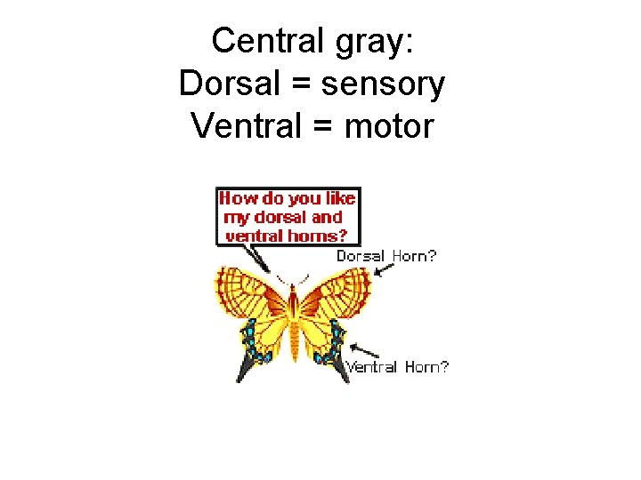 Central gray: Dorsal = sensory Ventral = motor 