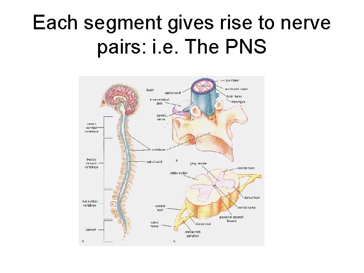Each segment gives rise to nerve pairs: i. e. The PNS 