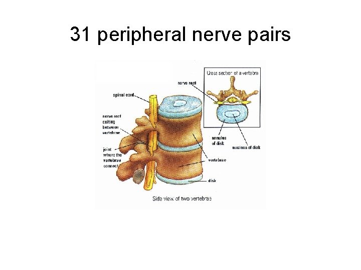 31 peripheral nerve pairs 