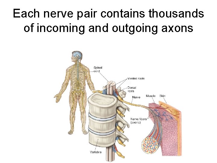 Each nerve pair contains thousands of incoming and outgoing axons 