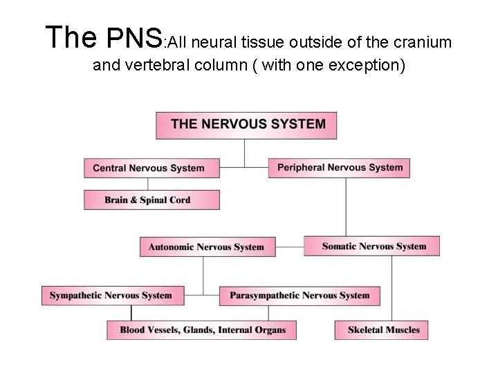 The PNS: All neural tissue outside of the cranium and vertebral column ( with