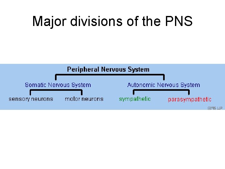 Major divisions of the PNS 