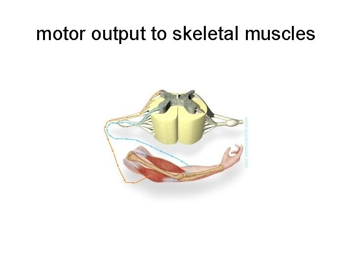 motor output to skeletal muscles 