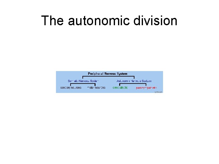 The autonomic division 