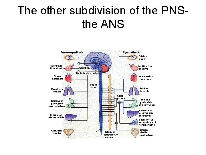 The other subdivision of the PNSthe ANS 