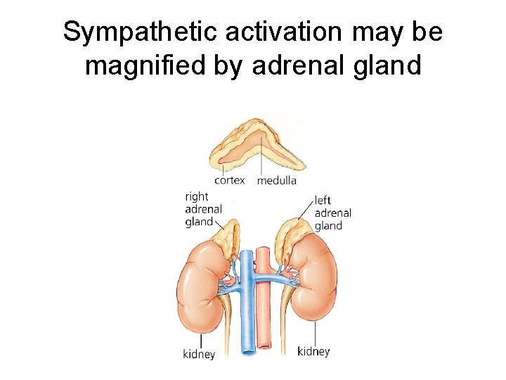 Sympathetic activation may be magnified by adrenal gland 