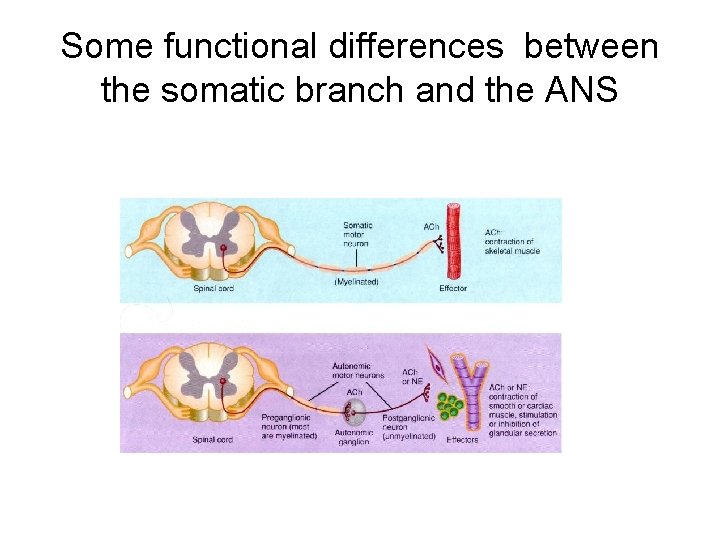 Some functional differences between the somatic branch and the ANS 