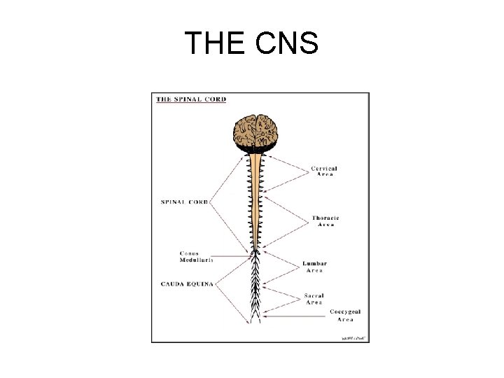 THE CNS 
