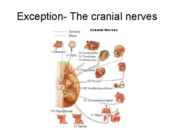Exception- The cranial nerves 