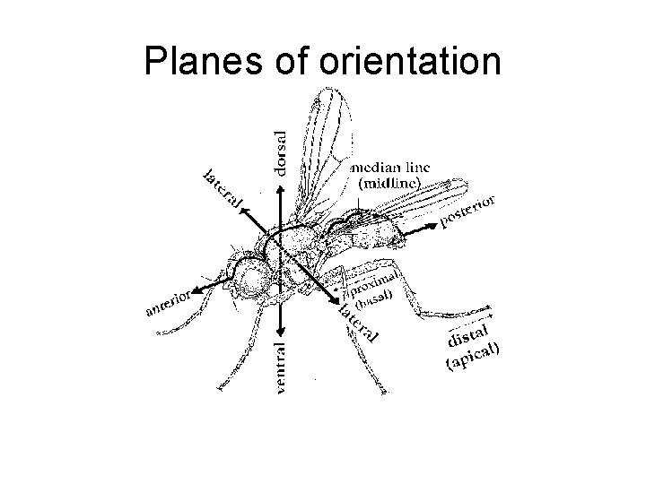 Planes of orientation 