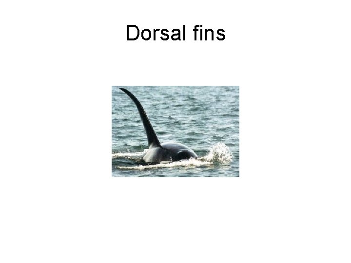 Dorsal fins 