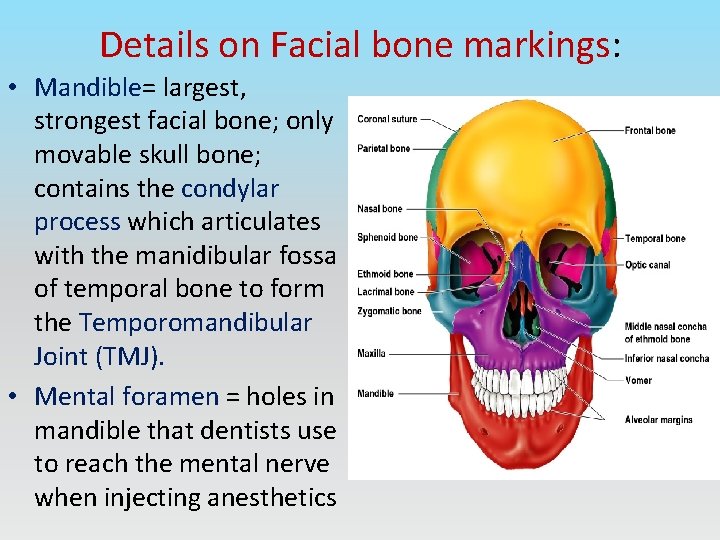 Details on Facial bone markings: • Mandible= largest, strongest facial bone; only movable skull
