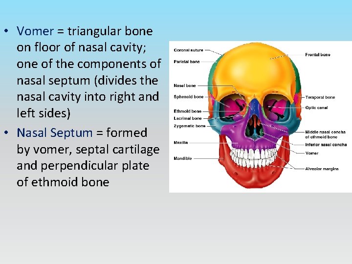  • Vomer = triangular bone on floor of nasal cavity; one of the