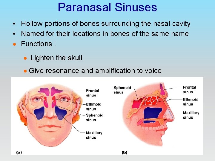 Paranasal Sinuses • Hollow portions of bones surrounding the nasal cavity • Named for