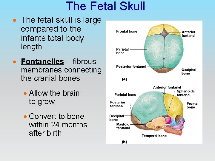 The Fetal Skull · The fetal skull is large compared to the infants total