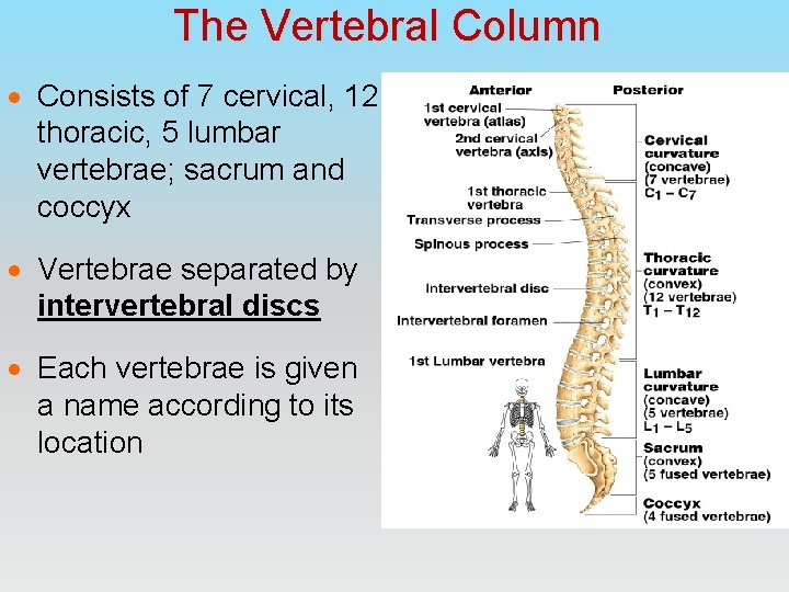 The Vertebral Column · Consists of 7 cervical, 12 thoracic, 5 lumbar vertebrae; sacrum