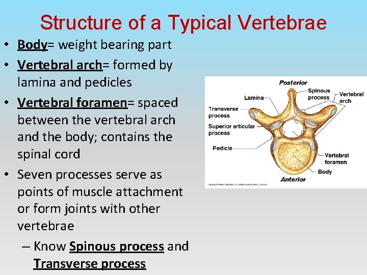 Structure of a Typical Vertebrae • Body= weight bearing part • Vertebral arch= formed