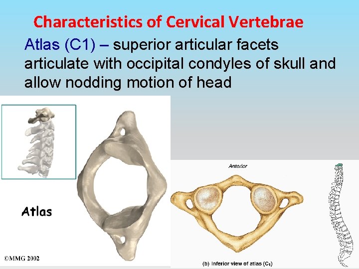 Characteristics of Cervical Vertebrae Atlas (C 1) – superior articular facets articulate with occipital