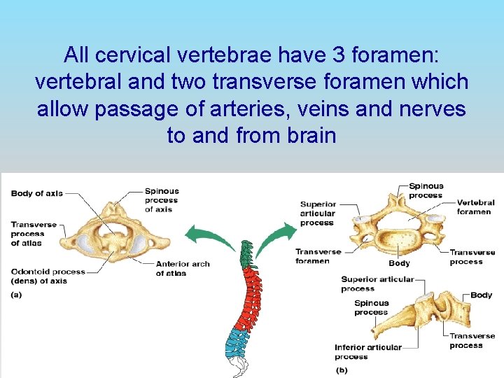 All cervical vertebrae have 3 foramen: vertebral and two transverse foramen which allow passage