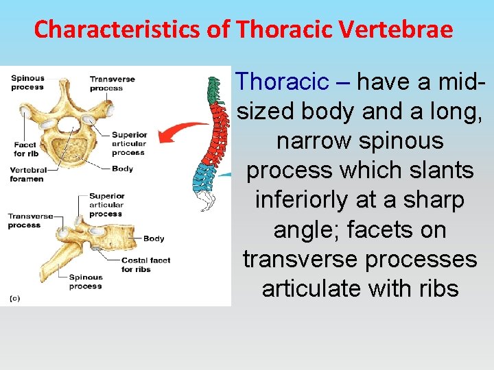 Characteristics of Thoracic Vertebrae Thoracic – have a midsized body and a long, narrow