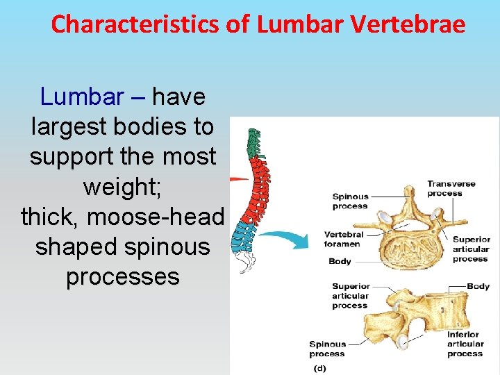 Characteristics of Lumbar Vertebrae Lumbar – have largest bodies to support the most weight;