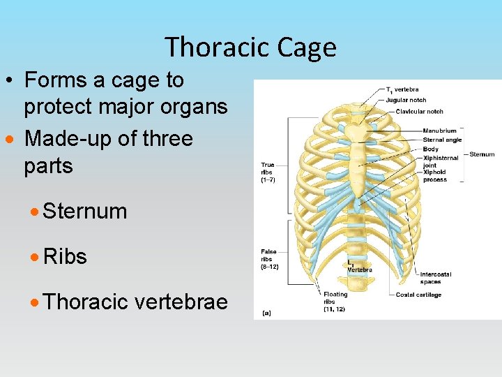 Thoracic Cage • Forms a cage to protect major organs · Made-up of three