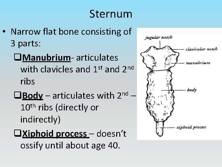 Sternum • Narrow flat bone consisting of 3 parts: q. Manubrium- articulates with clavicles