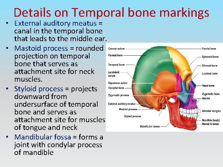 Details on Temporal bone markings • External auditory meatus = canal in the temporal