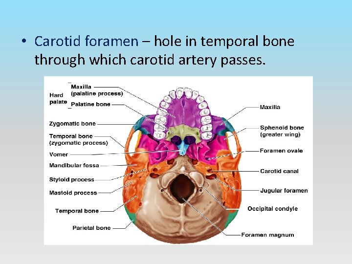  • Carotid foramen – hole in temporal bone through which carotid artery passes.