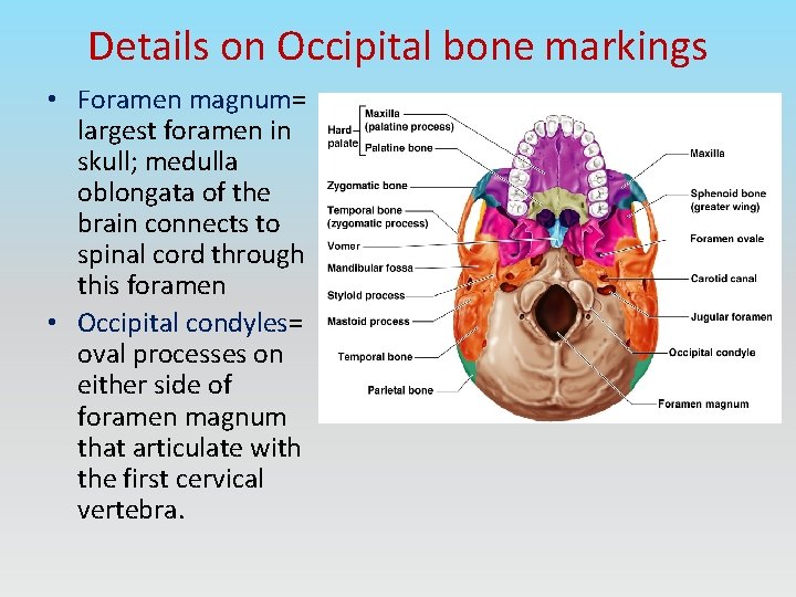 Details on Occipital bone markings • Foramen magnum= largest foramen in skull; medulla oblongata