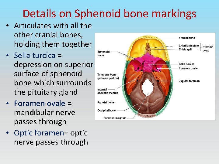 Details on Sphenoid bone markings • Articulates with all the other cranial bones, holding