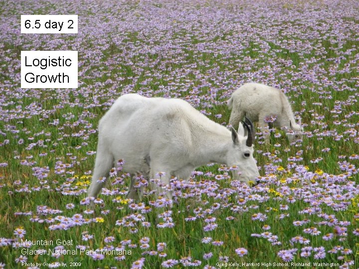 6. 5 day 2 Logistic Growth Mountain Goat Glacier National Park, Montana Photo by
