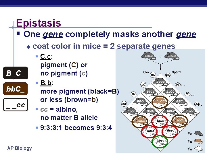 Epistasis § One gene completely masks another gene u B_C_ bb. C_ _ _cc